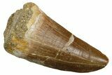 Fossil Mosasaur (Hainosaurus) Tooth - Morocco #353214-1